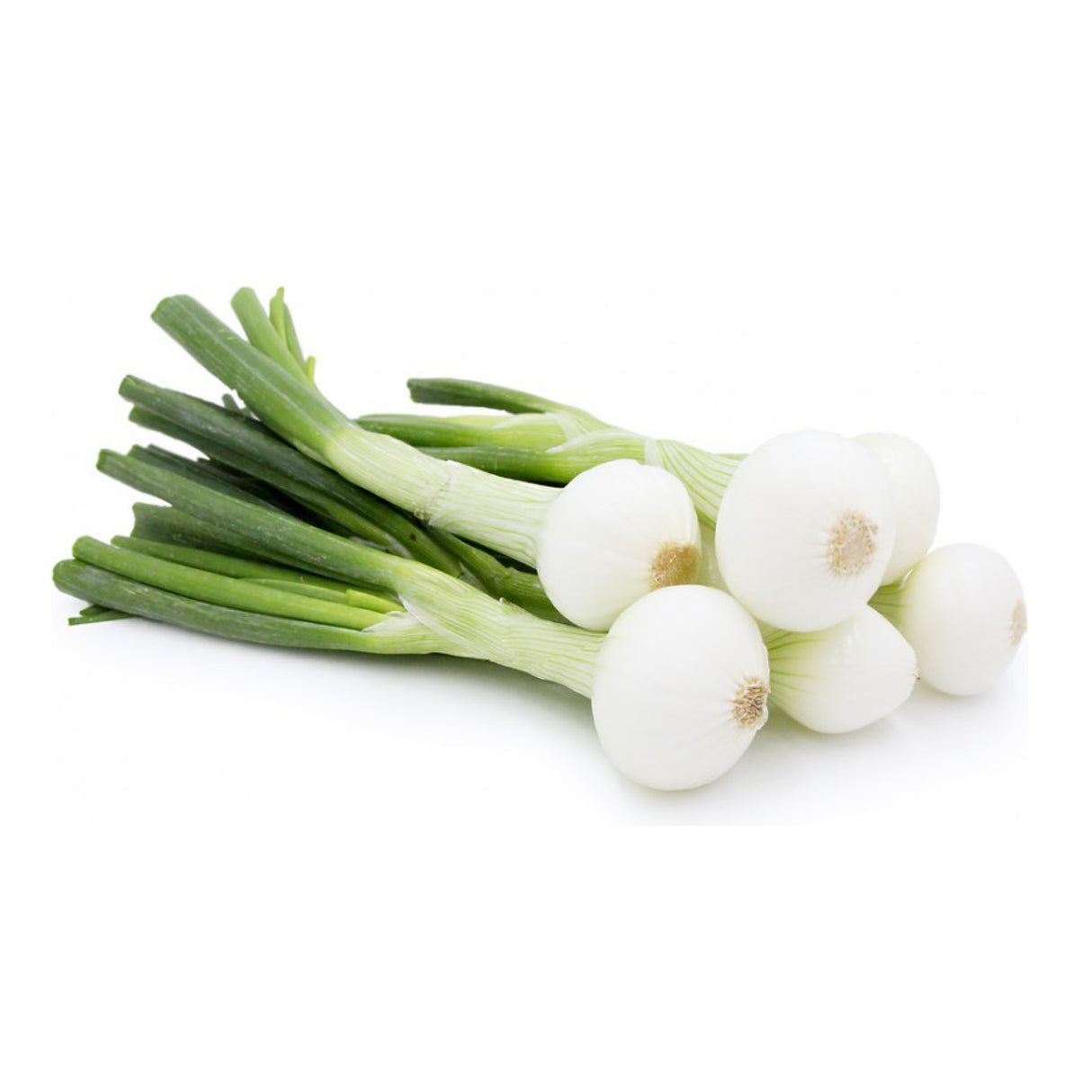 Cebollín (3 un)