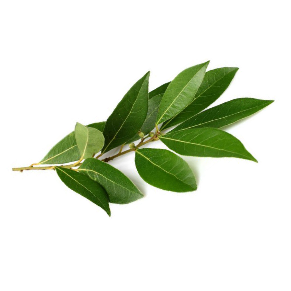 Laurel (100 grs)