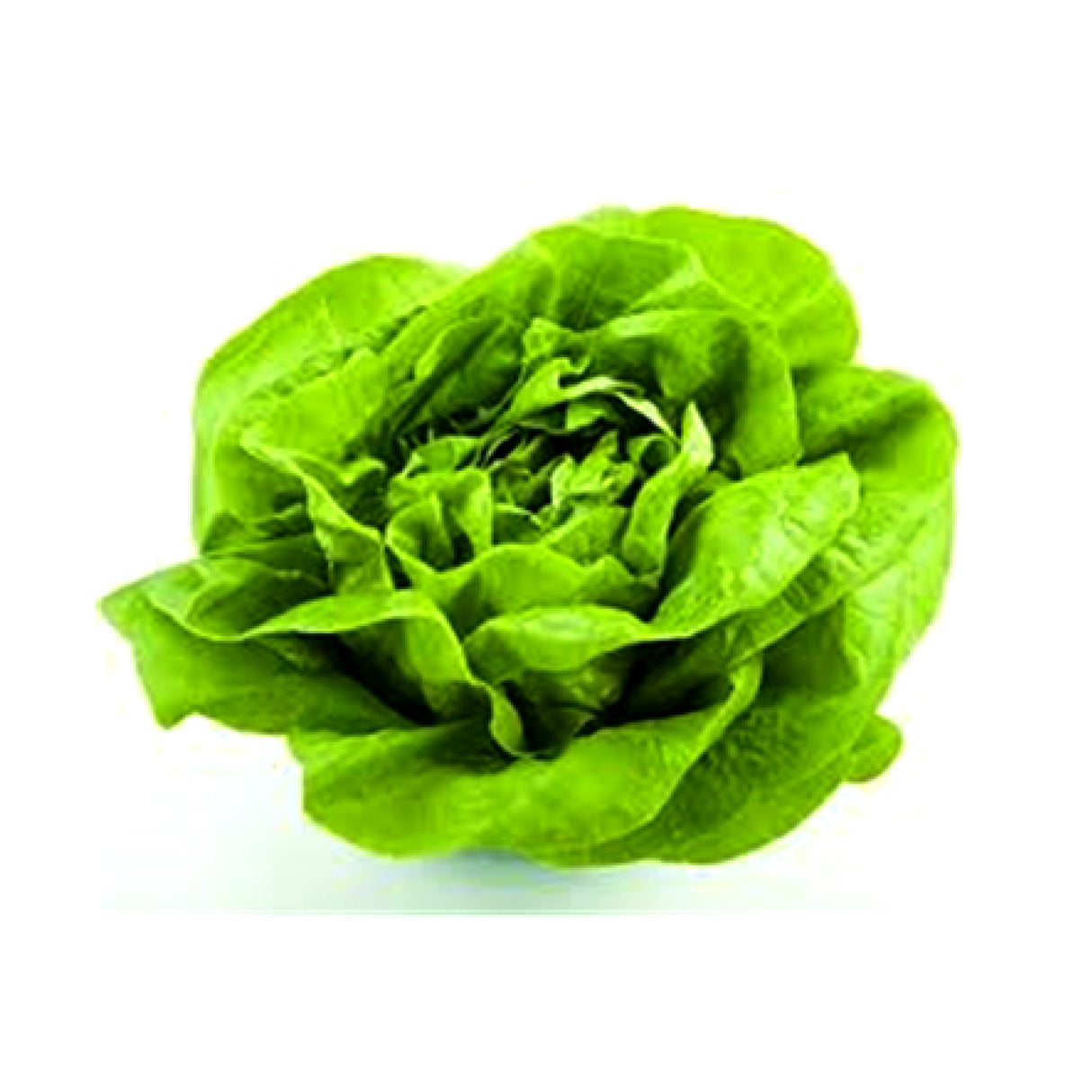 Lechuga Española Hidropónica (un)