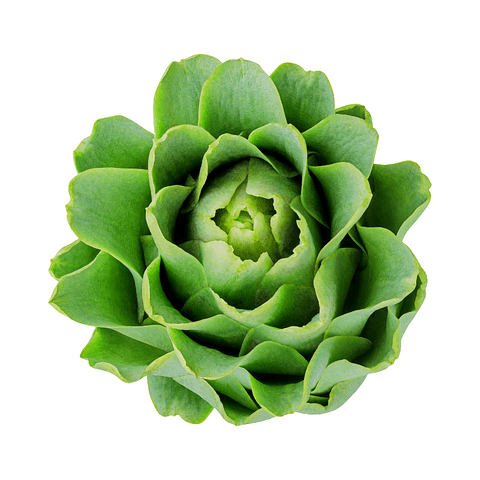 Alcachofa Española (un)