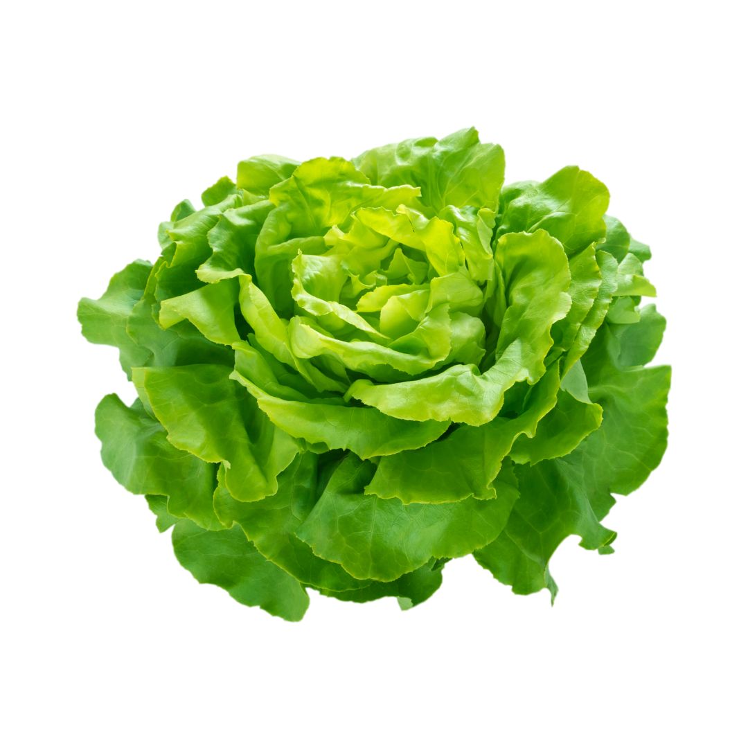 Lechuga verdura fresca Juan Esparraguito despacho a domicilio