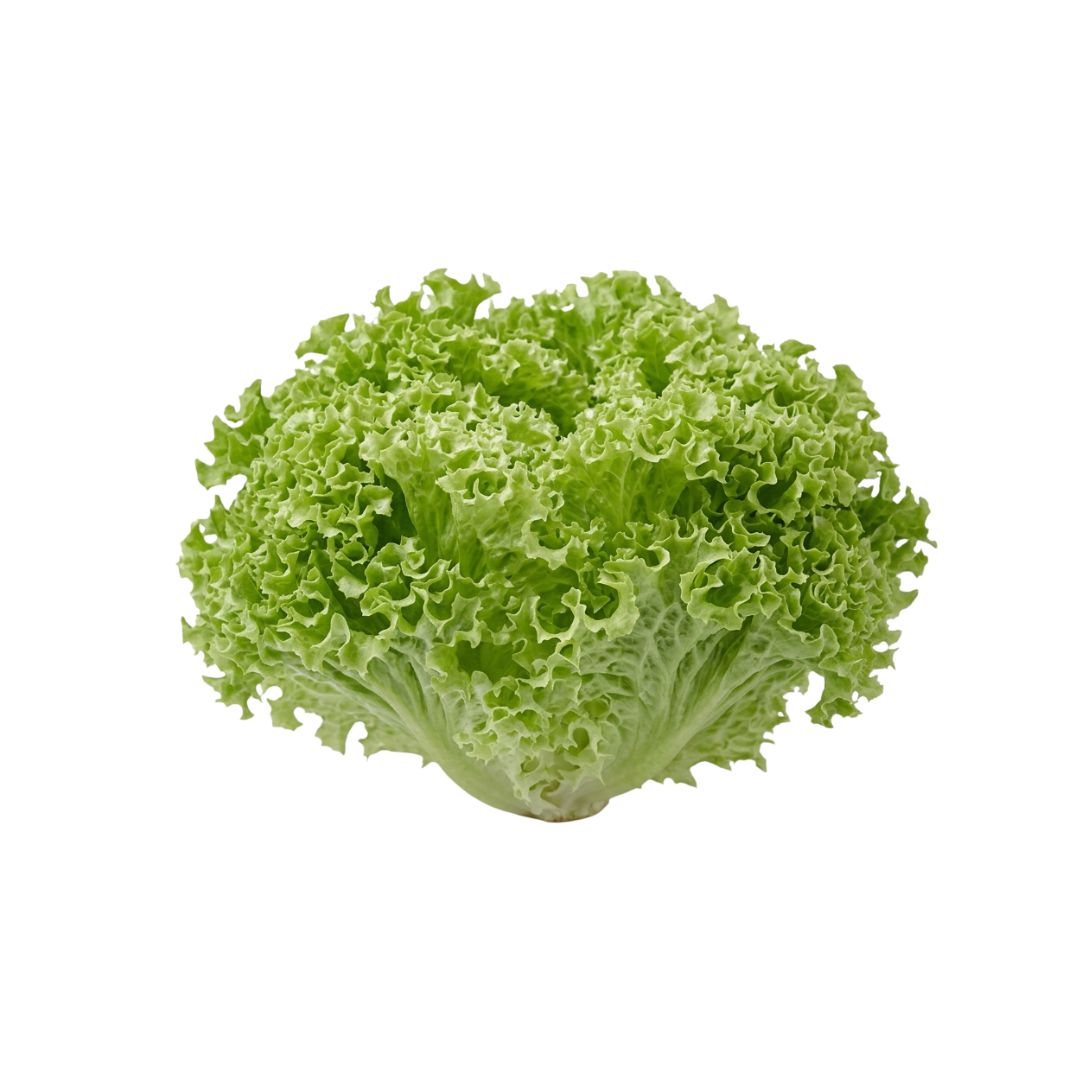 Lechuga Lollo Bionda Hidropónica