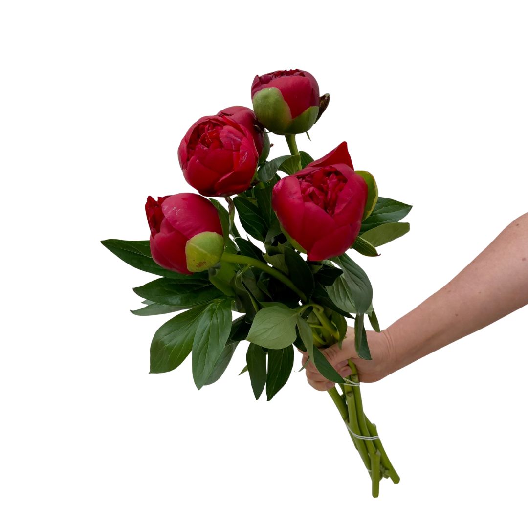 Ramo de 5 varas de peonías burdeo frescas, con flores de pétalos abundantes y color rojo oscuro.