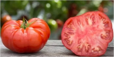 tomate verdura fresca con despacho a domicilio en Santiago - Juan Esparraguito